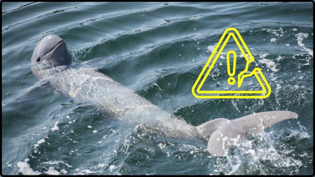 Irrawaddy Dolphin Extinction Alert
